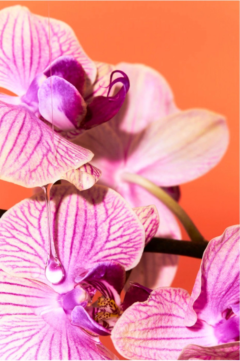 Orchids against the Lion Pose orange